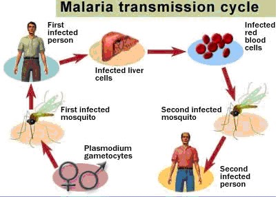 Hari Malaria Sedunia 2016: Bersama Hapuskannya!  I-Medik 